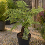 Stromová papraď  (Cyathea cooperi) ´HIGHLAND LACE´ - výška 60-80 cm, kont.C6L